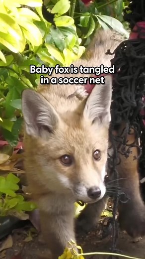 Fox Cub Rescue: Wildlife Aid Foundation Saves the Day