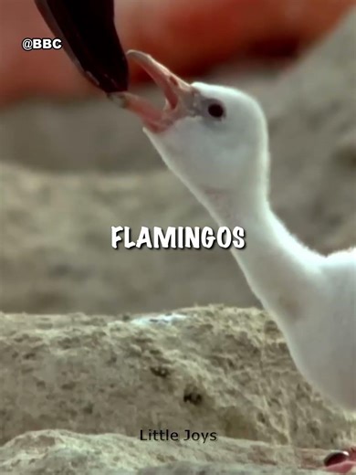 Flamingo milk is red 🦩