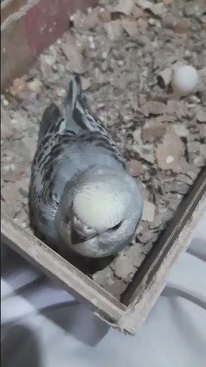 25 days old parakeet/our cute bonding #parakeet #parakeets #birdlovers #petbirds #short