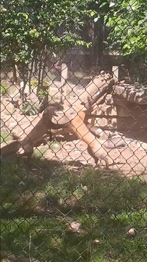 a pair of red fox fighting over territory at the columbus zoo #redfox #columbuszoo #animals