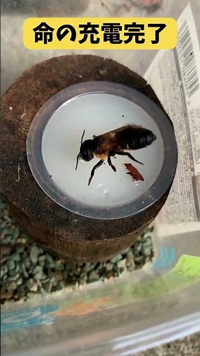 助けてよかった…🤍 瀕死状態のクマバチが昆虫ゼリーを美味しそうに食べる奇跡🐝🍯