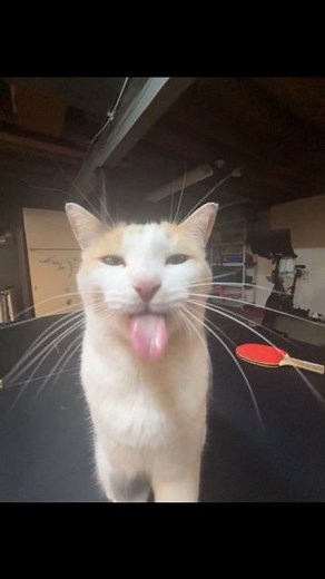 Cursed Cats | I can act rather silly at times 😛 • Credit: fatfatmillycat on tiktok • Follow @meowcursed for more cursed cats videos 😸 • Follow:... | Instagram