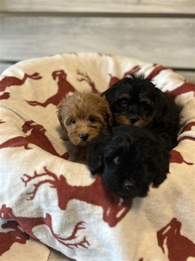Tiny Maltipoo Puppies | Dogs | KSL Classifieds