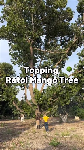 1.9K views · 1.9K reactions | Rejuvenation of Ratol Mango Tree...