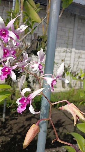 51 reactions · 16 comments | Made Rasmini on Reels | Facebook