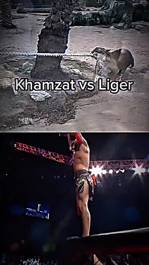 Khamzat vs Liger। #khamzatchimaev #ufc #mma #edits | Sk Sultan