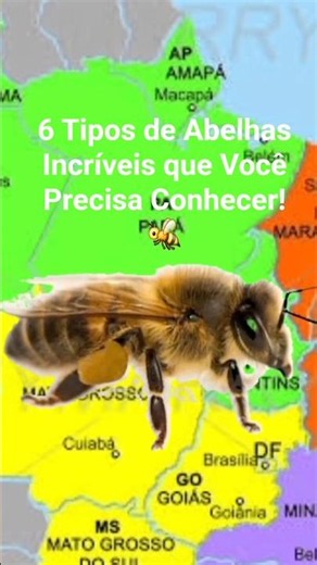 6 Tipos de Abelhas Incríveis que Você Precisa Conhecer! 🐝