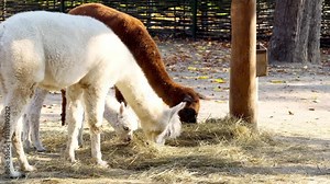 herd of alpacas eat dry grass on farm, rural animals eat hay