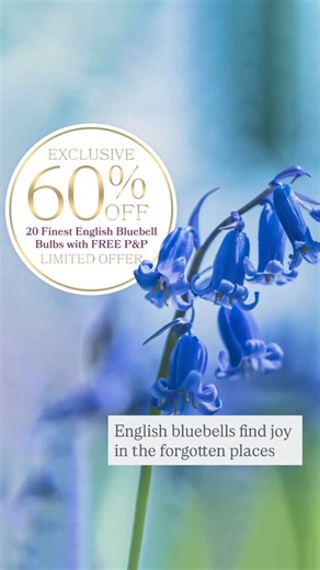 DeJager on Instagram: "English by birth. Polite by nature. Something quietly noble dwells within English Bluebells. English Bluebells do not clamour or push forward for notice. Yet, each spring, they arrive with serene dignity, settling beneath trees or tracing the edges of borders, casting soft enchantment into the semi-shade. These are not the boisterous Spanish intruders which barge through the woods without grace. These are the true ones - Hyacinthoides non-scripta - pure and undisturbed. Th