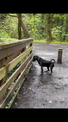 Why Dogs Love Playing Fetch! 🐶🎾 | The Joy Behind the Chase