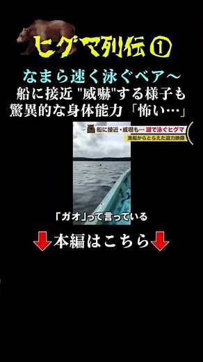 👆本編はこちら👆船に接近・威嚇も…湖で泳ぐヒグマ 漁船からとらえた迫力映像「個体数増加」の指摘も #ヒグマ列伝