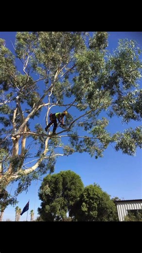 At Hightree Patrol we know how to balance safety, health, and aesthetics — because we understand how trees grow, how they respond, and how to care for them long-term. #HighTreePatrol #QualifiedArborist #TreeKnowledge #TreeCareExperts #TommyTheTreeMan #TreeWork #ProfessionalArborist #HonestAdvice #RiverinaArborist | Hightree Patrol | Facebook