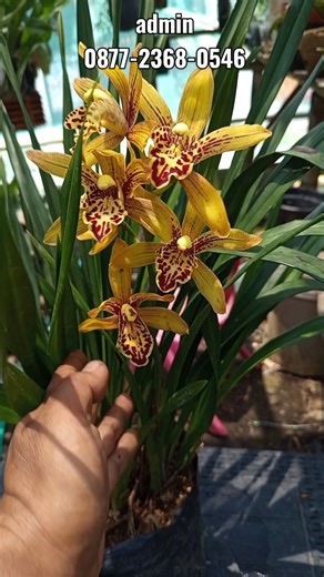 Anggrek tanah Cymbidium #orchid #anggrek