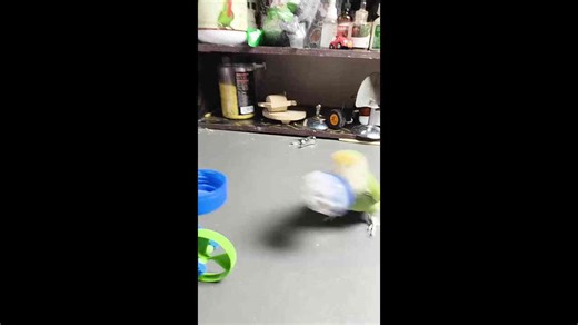 Parrot performs miniature basketball dunk in Jiangsu, China