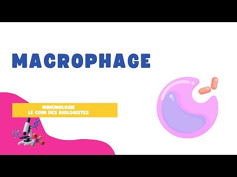 Macrophage
