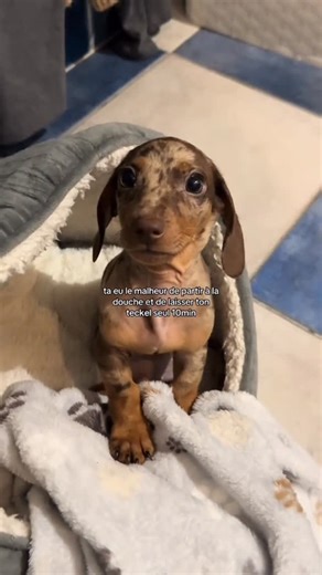 Teckel Trotteur 🌭 on Instagram: "Ce regard 🥹 CD : @solea.czo sur TikTok — Pour ceux souhaitant adopter un teckel, nous avons conçu un guide complet sur la race ⤵️ - Préparation à l’adoption - Recommandation d’élevages - Accueil à la maison, éducation Et d’autres chapitres pour vous aider à réussir votre adoption sans stress ! 👉 Disponible en cliquant sur le lien en bio ou sur www.teckeltrotteur.com #teckel #teckeltrotteur #teckellove #chiensaucisse"