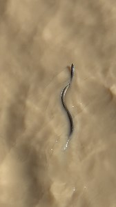 4.1K views · 1.2K reactions | Snake dodging the Crocs in the Adelaide River. This is a Keelback, a non venomous colubrid and a legend of a snake by default.. they can eat Cane Toads! Fun fact, so can Saltwater Crocodiles.  Northern Territory Australia | Wildman Adventures | Facebook