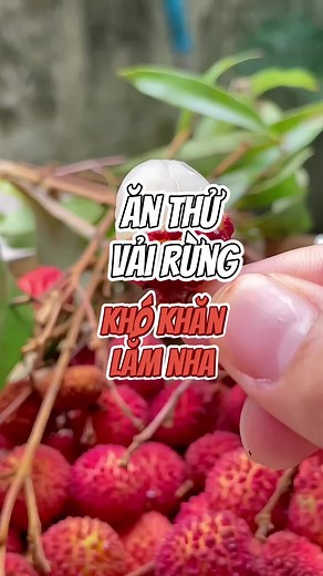 Khám Phá Trái Vải Rừng: Ngọt Ngào Và Khó Tìm