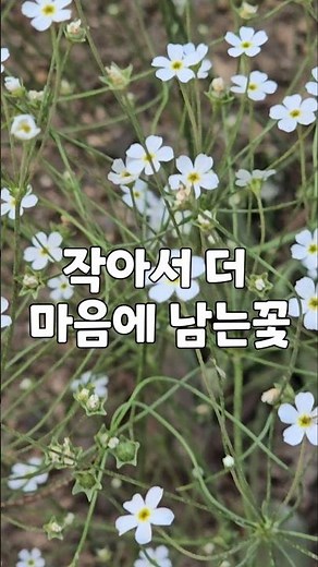 조용히 피어도 오래 기억되는꽃 #꽃이야기 #꽃말 #꽃설명 #안개꽃#안개사초#야생화#중년힐링#봄꽃