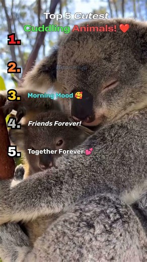 💕Top 5 Most Wholesome Animal Cuddles 💕 #comfortable #comfortvideo #cozy #cute