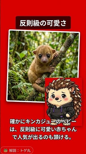 🐻 第44弾：【キンカジューの闇】ウルウル瞳の猛獣 編 家中を破壊し尽くす圧倒的な怪力！ #キンカジュー #エキゾチックアニマル #トゲ丸