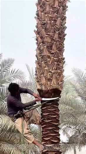 Harvesting the Canopy: The Supported Cut of a Date Palm Frond