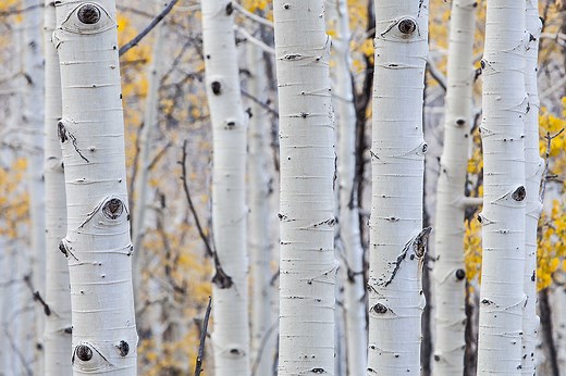 Pando the Tree - Pando Populus