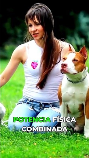 Por Qué El Pitbull Es Peligroso Si No Sabes Esto #pitbull #razasperros