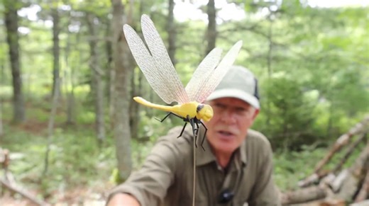 The Deer Fly Solution You’ve Been Missing: Dragonflies to the Rescue!