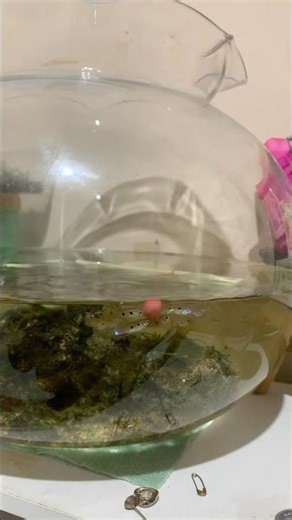 Baru tertarik buat mulai aquascape dimulai dari yang ada dulu, ikan cere jantan, java moss, anubias