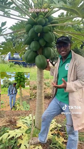 Agric Krakye on TikTok