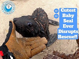 5.3K views · 690 reactions | This little seal pup just stole our hearts. While busy rescuing his friend, he followed us around like a puppy. We assume he was probably hungry, waiting for his mother to return from the ocean to nurse him. Mothers have to leave their pups alone to go hunting. When they return, mother and pup recognise each other's call and reunite. | Ocean Conservation Namibia | Facebook