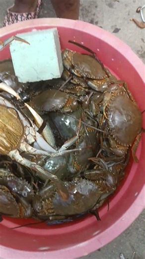 selling live crab 2026 Antananarivo Madagascar