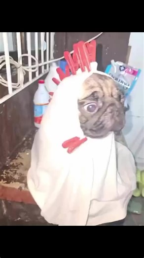 Tiger 🐅 #pug #pugs #dogs #pugloversclub #puglover Credit: 📷📸 👑Pugs