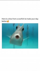 459K views · 413 reactions | I love you. You're amazing. Here's a fishy kiss. | Bad Science Jokes | Facebook