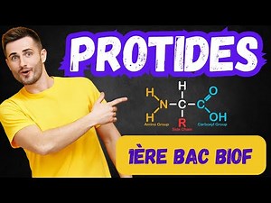 Protides : Structure & Fonctions (1ère BAC BIOF - Maroc)