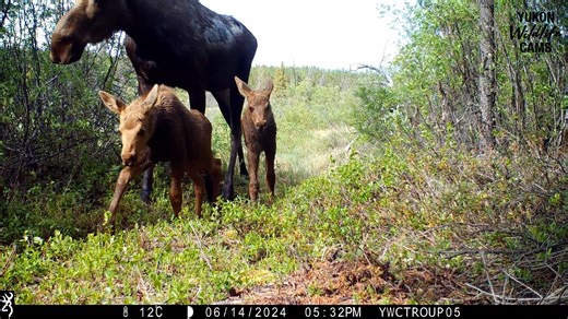 689K views · 10K reactions | In just 21 hours in the Yukon wilderness: Grizzly, moose, lynx, moose with twin calves, and black bear. #yukonwildlife | Yukon Wildlife Cams | Facebook