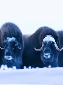 5.1K views · 117 reactions | Animal Planet TV on Reels | Facebook