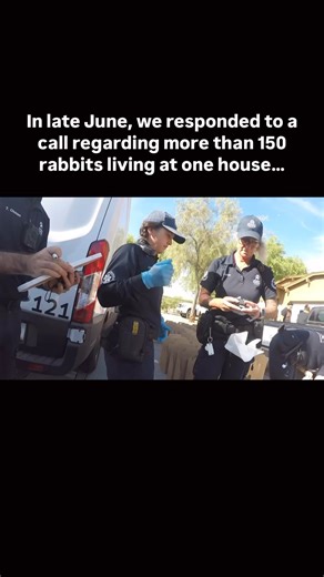 13K views · 299 reactions | We are bringing in dozens of rabbits! We need Foster Heroes to take in these bunnies for just a couple weeks until they are ready for their forever homes. If you are interested in adopting or fostering, please visit our website for more information.#rescuebunny #adoptabunny #fosterbunny #foster #ArizonaHumaneSociety | Arizona Humane Society | Facebook