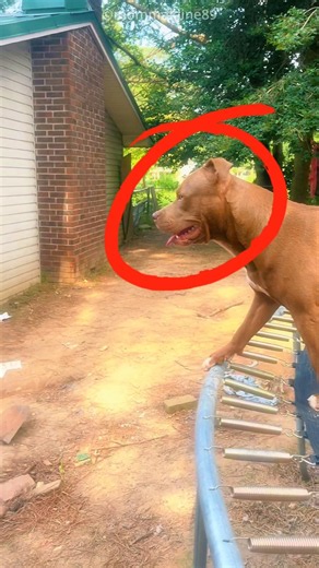Dog Thought a GHOST Attacked His Little Owner!