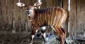 Critically endangered forest antelope born at Jacksonville Zoo