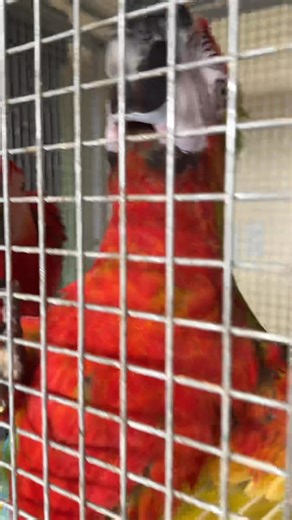 Flame Macaw x Scarlet Macaw ano kaya inakay neto soon 🤔 | Mc Kelly Ang