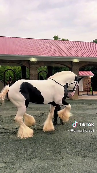 The Most Beautiful Horses from Around the World