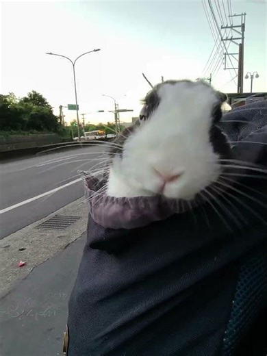 waiting bus🚌 #bunny #うさぎパパ #dailyvlog #cute #taiwanwalker #pets #animals #rabbit