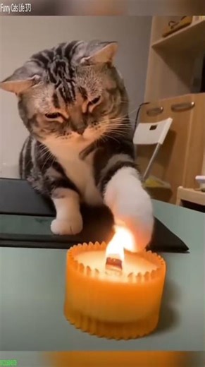 Cute Cats 🥰 Will Cheer you Up 🐈‍⬛ # Episode 3113