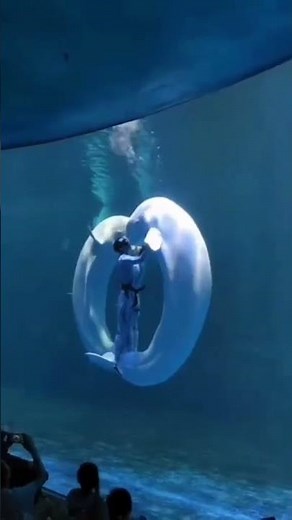 Beluga whales in captivity – Ocean Flower Island Marine Park