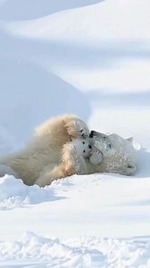 14K views · 411 reactions | A polar bear’s love for her cub is pure...