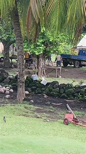 tonga (@tonga3166)’s videos with original sound - tonga