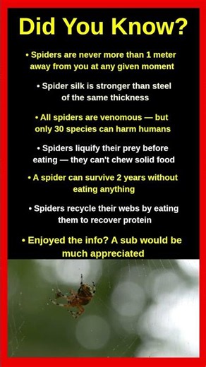 Disturbing Facts About Spiders You Wish You Never Knew 🕷️😱