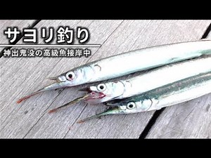 初夏のサヨリ釣り（ウキ五目釣りが面白い）夏でも釣れる神出鬼没の高級魚